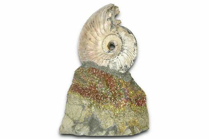 Iridescent Pyritized Ammonite (Quenstedticeras) Fossil Display #368828